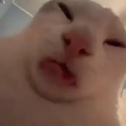 🐈✨️Gatitos Pal Chat✨️🐈 17