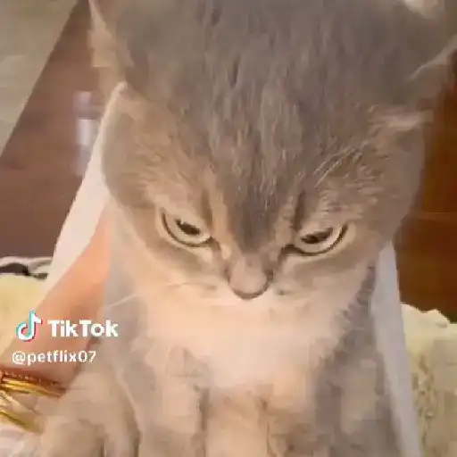 🐈✨️Gatitos Pal Chat✨️🐈 16