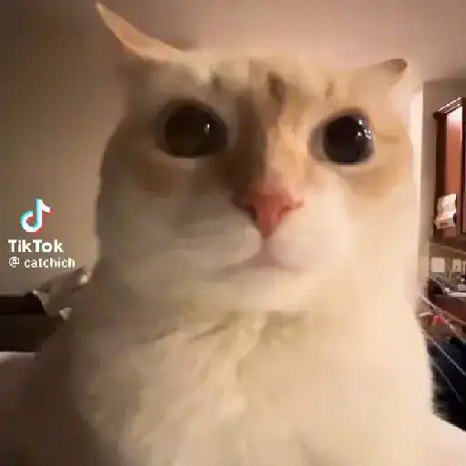 🐈✨️Gatitos Pal Chat✨️🐈 15