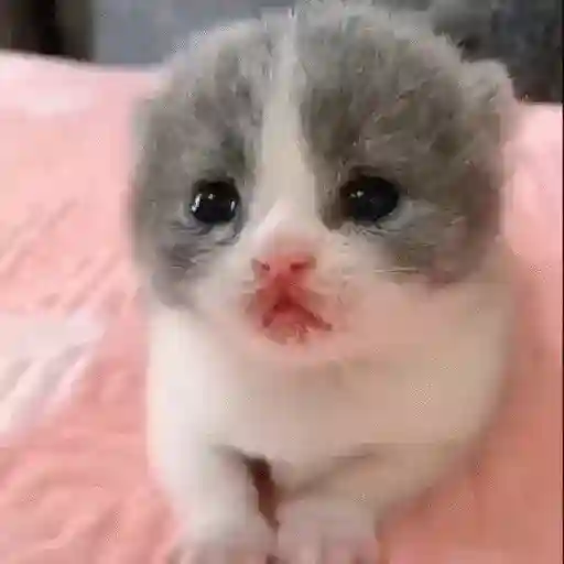 🐈✨️Gatitos Pal Chat✨️🐈 13