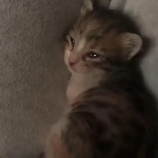 🐈✨️Gatitos Pal Chat✨️🐈 12