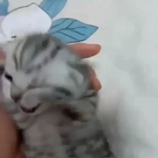 🐈✨️Gatitos Pal Chat✨️🐈 2