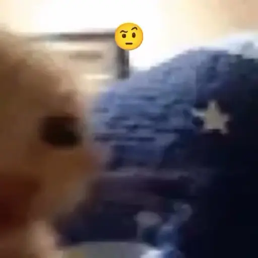 🐈✨️Gatitos Pal Chat✨️🐈 3
