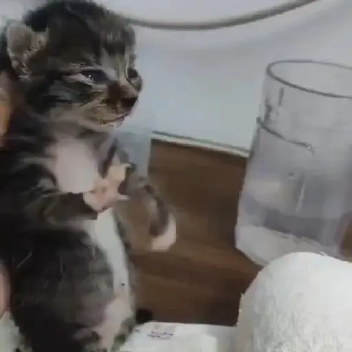 🐈✨️Gatitos Pal Chat✨️🐈 4