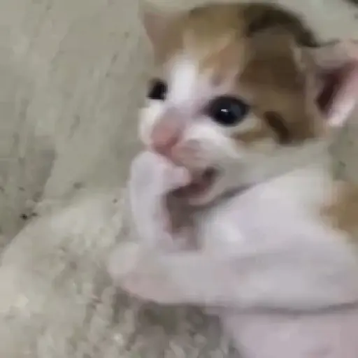🐈✨️Gatitos Pal Chat✨️🐈 7