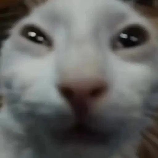 🐈✨️Gatitos Pal Chat✨️🐈 9