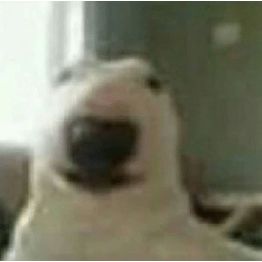 Sapecapepeca