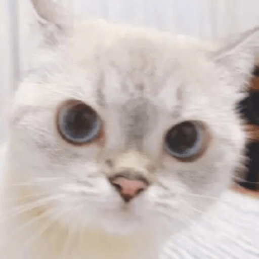 Gatinhos 6