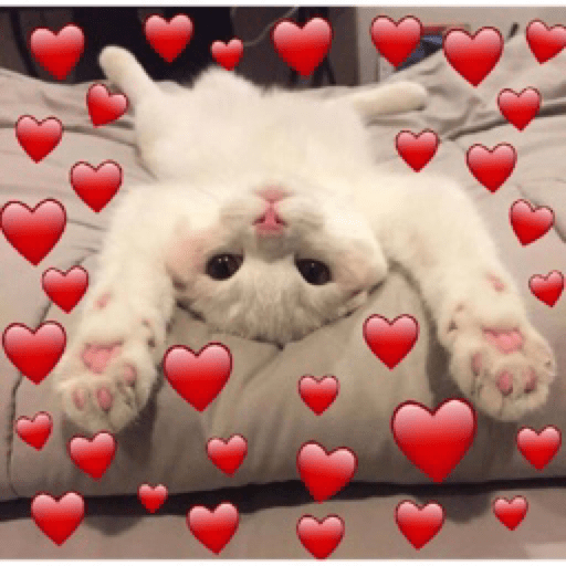 Gatinhos 9