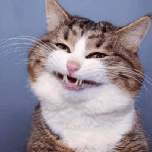 Gatinhos 7