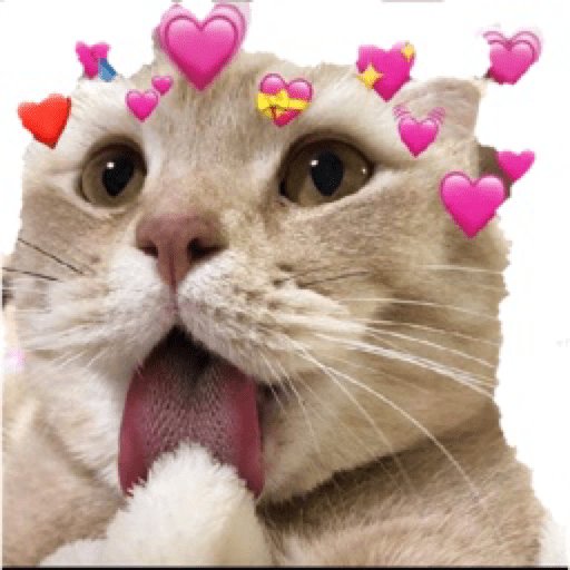 Gatinhos 23