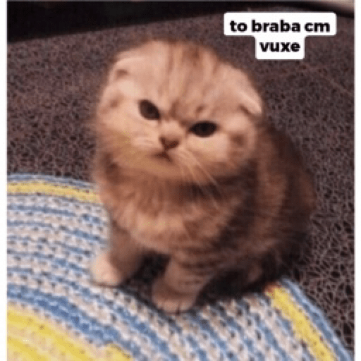 Gatinhos 3