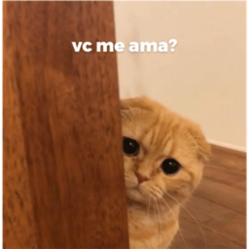 Gatinhos 2