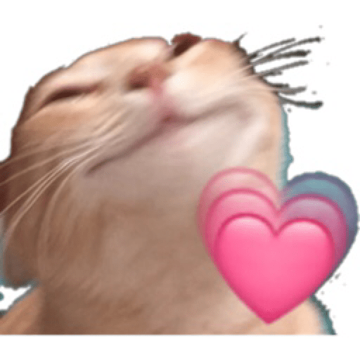 Gatinhos 24