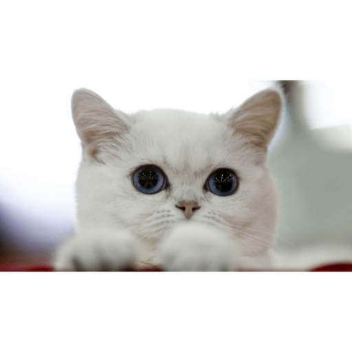 Gatinhos 12