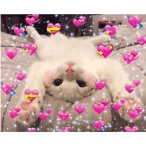 Gatinhos 28