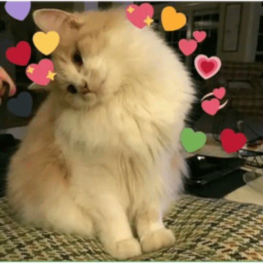 Gatinhos 25