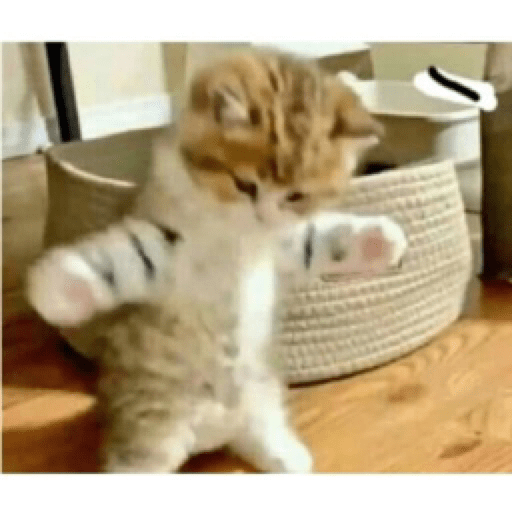 Gatinhos 15