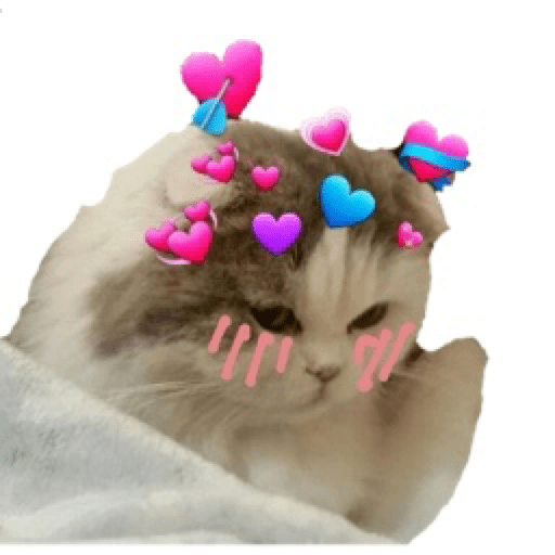 Gatinhos 29