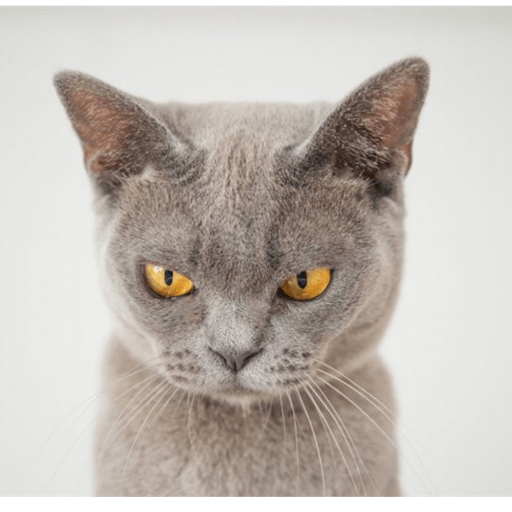 Gatinhos 11