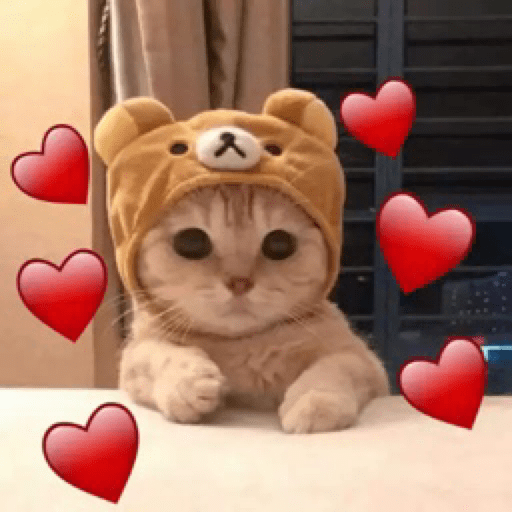 Gatinhos 20