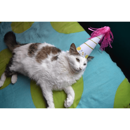 Gatinhos 13