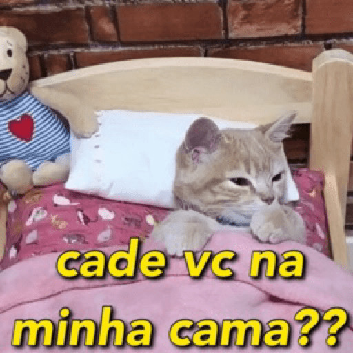 Gatinhos 16