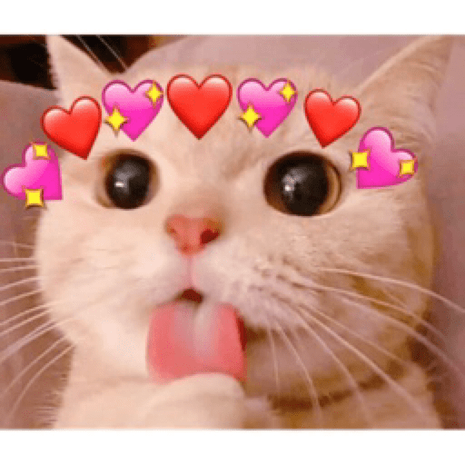 Gatinhos 19