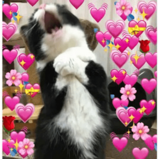 Gatinhos 30