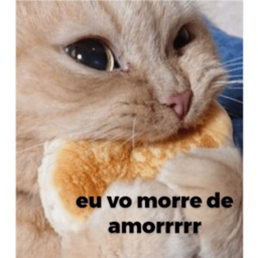 Gatinhos 5