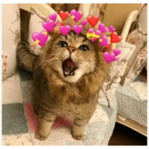 Gatinhos 26