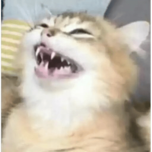 Gatinhos 10