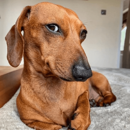 Cachorros | memes engraçados 17