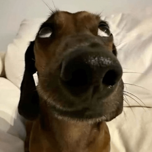 Cachorros | memes engraçados 18