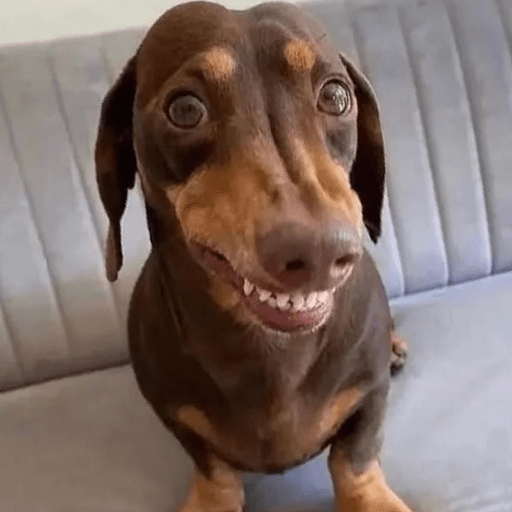 Cachorros | memes engraçados 19