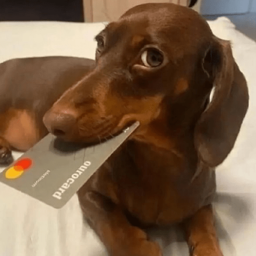 Cachorros | memes engraçados 20