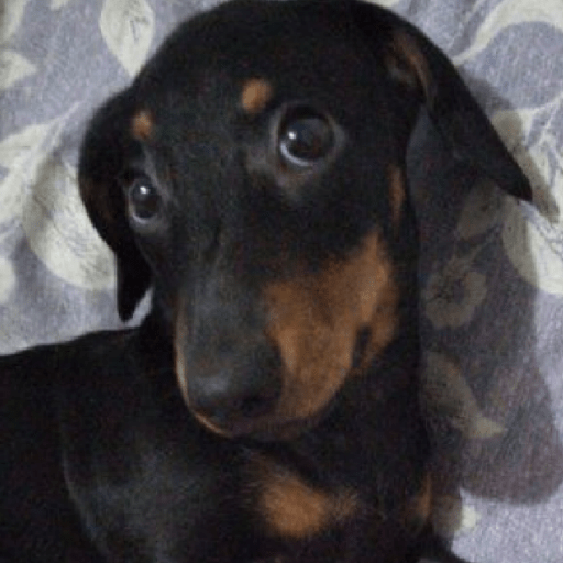 Cachorros | memes engraçados 21