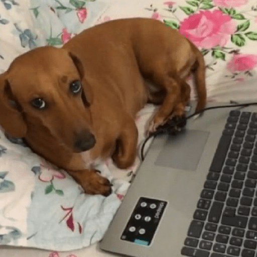 Cachorros | memes engraçados 22