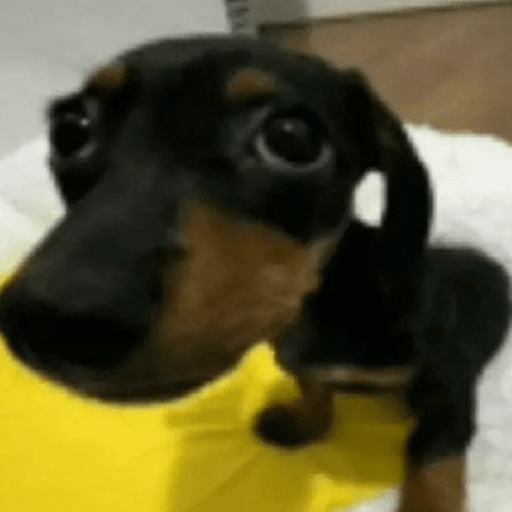Cachorros | memes engraçados 23
