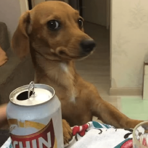 Cachorros | memes engraçados 24