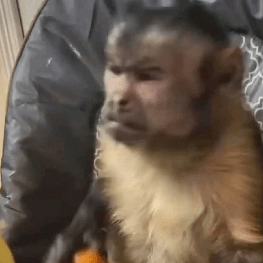 Macacos