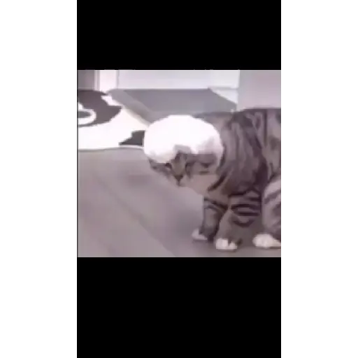 Kucing