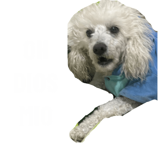 Elvago 21