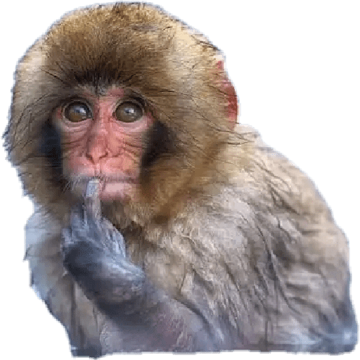 Animales 9