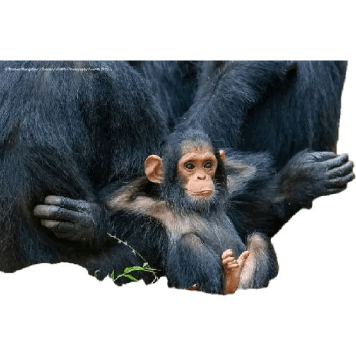 Animales 10