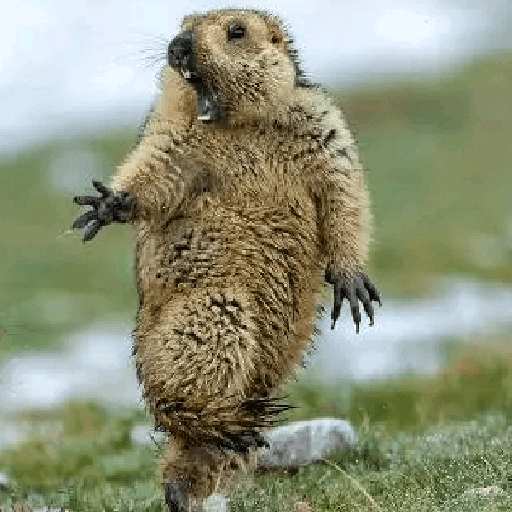 Animales 1