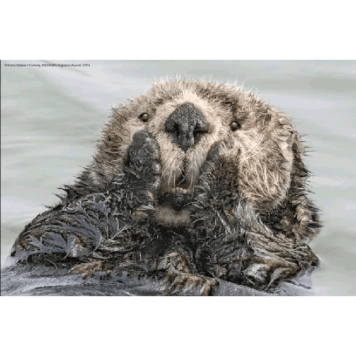Animales 2