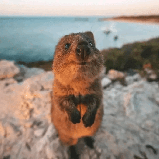 Animales 3