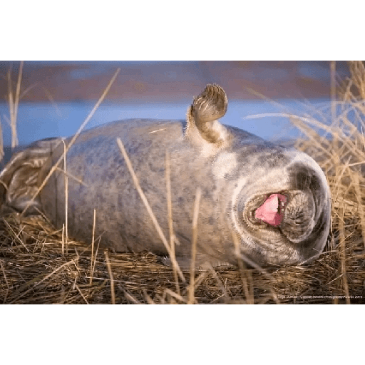 Animales 4