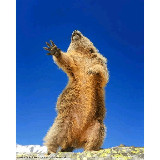 Animales 5